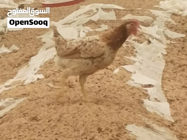 دجاج بلدى بياض