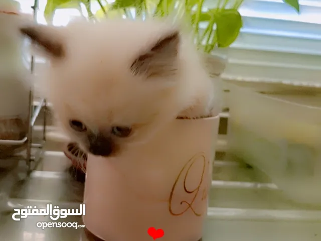 قطط همالايا للبيع