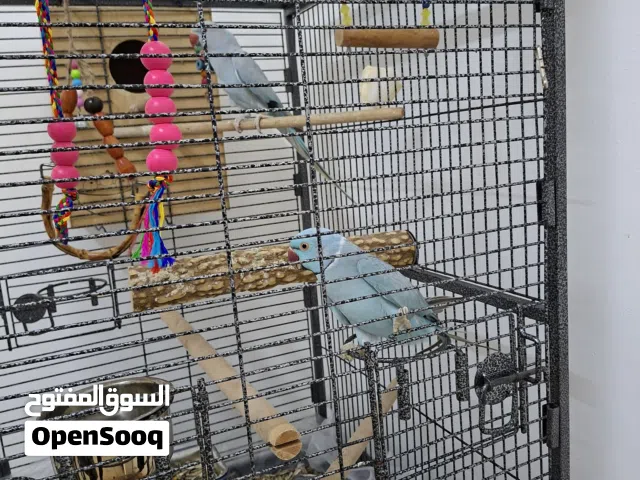 جوز ببغاء دره هندي ازرق مع قفص كبير مميز مع كوخ تزاوج