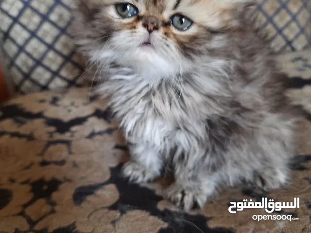 بنوته شانشيلا 4 شهور لطيفه جدا