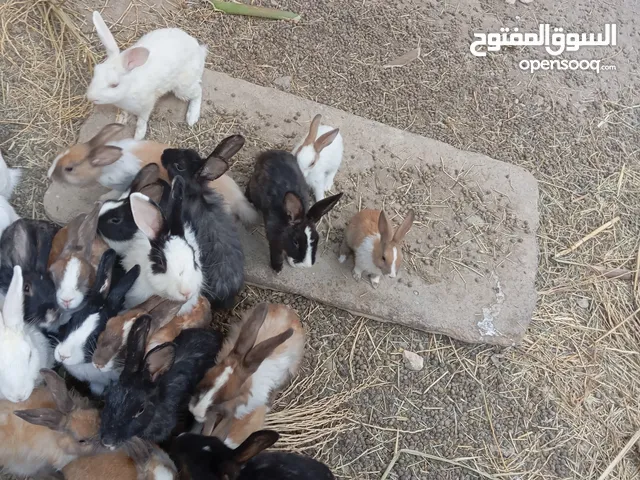 ارانب شامي وعادي