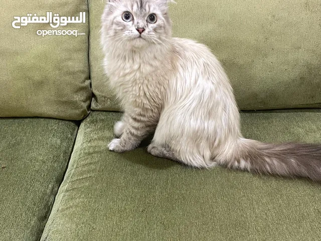 شيرازي هيمالايا للتبني