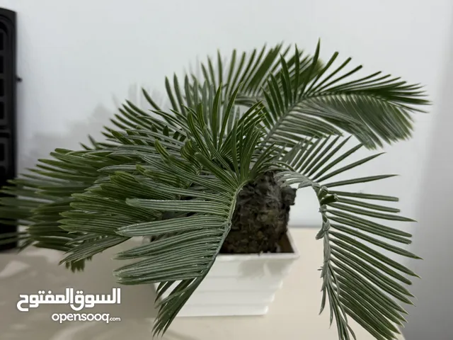 زرع صناعي ماركه ايكيا