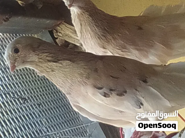 2دكور بوش بيع او افاري