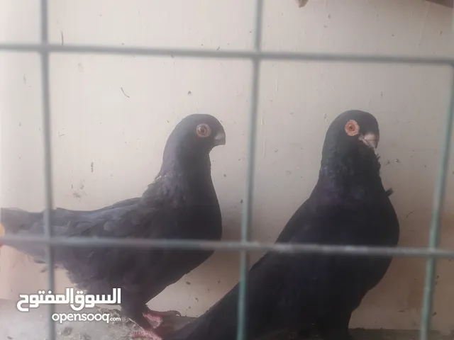انجليزي اسود و مصريه سوداء