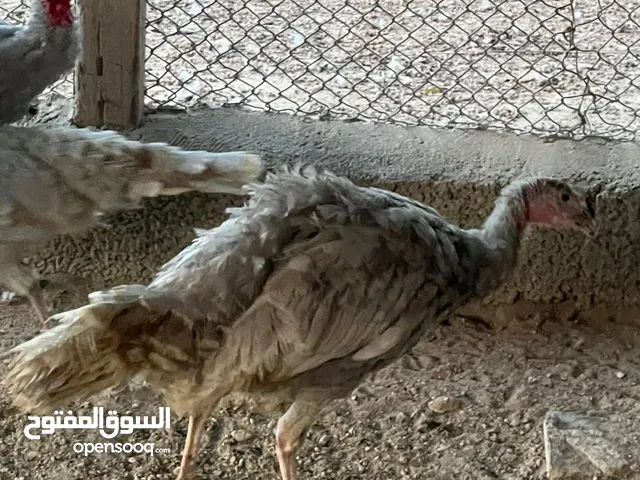 للبيع ذكر ديك رومي لون رصاصي نادر