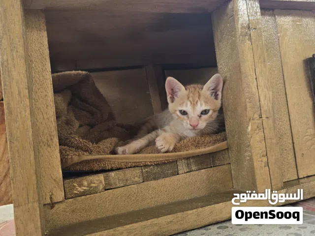 قطة للتبني Cat's for adoption