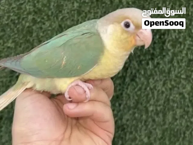 للبيع فرخ كنيور ربوه