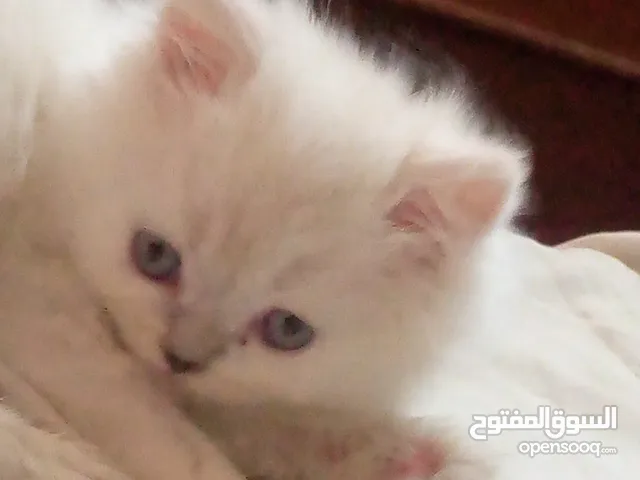 قطط للبيع همالايا للبيع ما شاء الله
