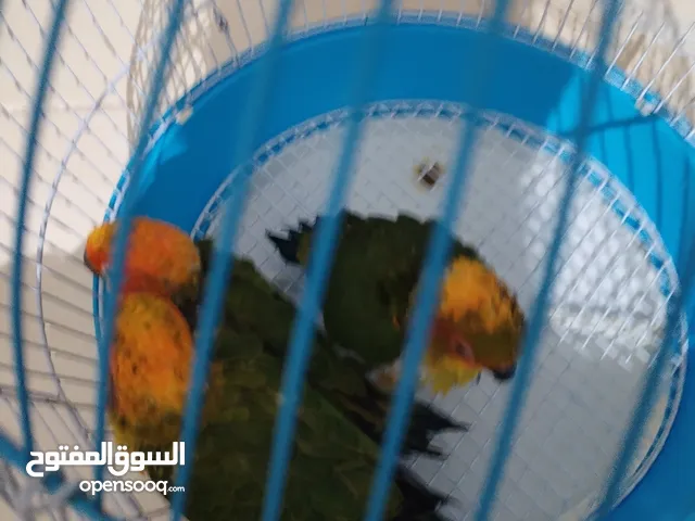 فروخ صن كنيور غر