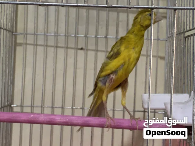 فحل بصلي مسكر بندوق شبه جيزه للبيع