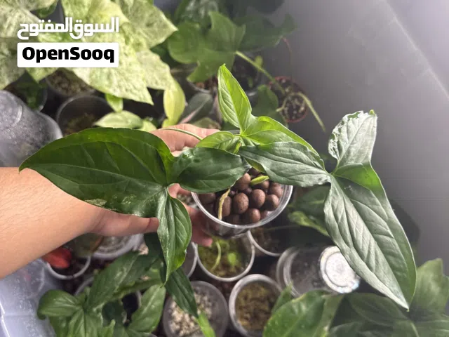 سنجونيوم ألبو (Syngonium Albo)