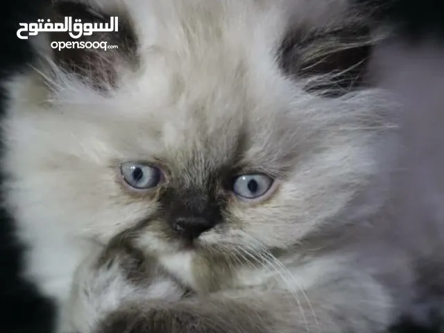 قطه هملايا فخمه صلاتي ع النبي