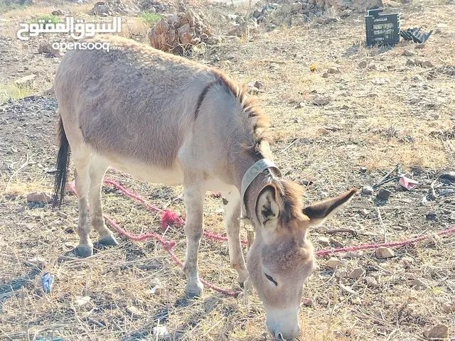 حماره للبيع