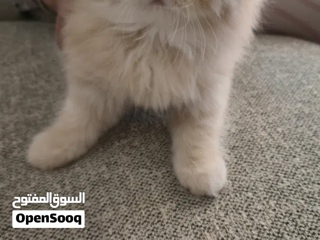 قط ذكر شيرازي للتبني