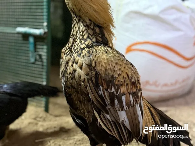 ديك شيجرا حجم طيب و صحه طيبه و دجاجتين منتجات