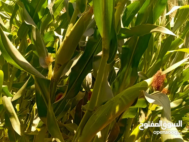 اسبول هندي درجه أوله المكان مصراته