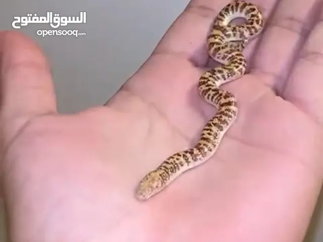 For sale sand boa or trade with another animal depending on the animal