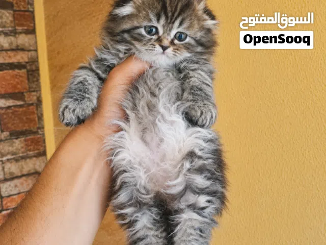 تبارك الرحمن كتن سكوتش قولدين بسعر مناسب جدا شورت هير جمجمه عريضه صحه ممتازه ما شاء الله.