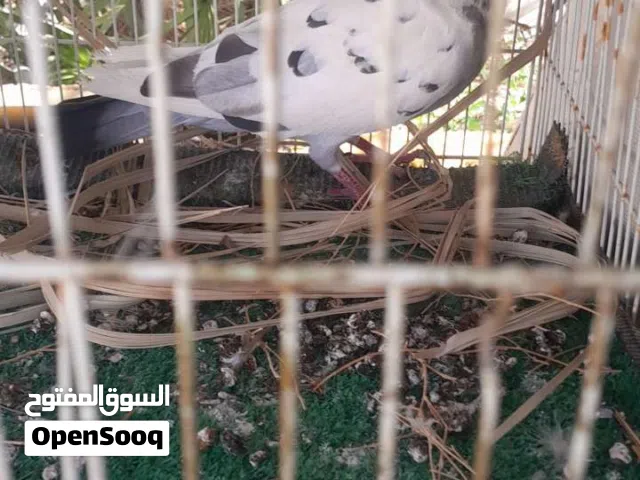 السلام عليكم تابع الوصف