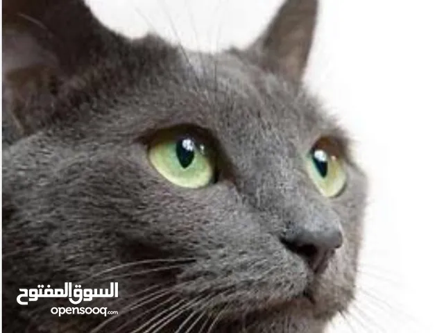 قط روسي للزواج فقط