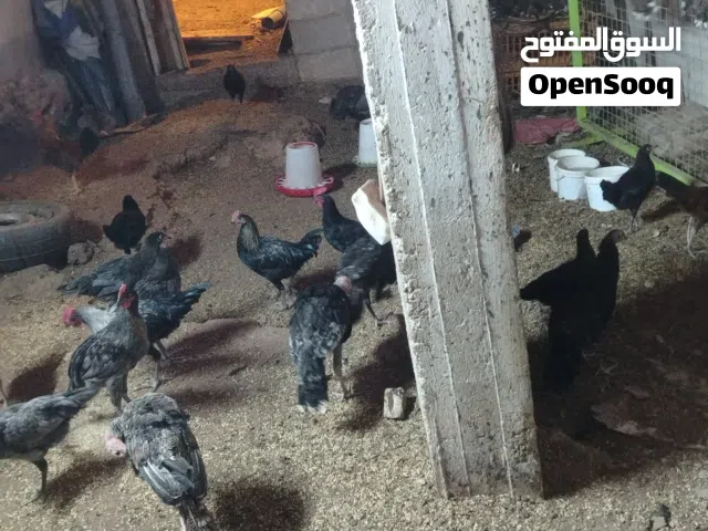 حبش وفراخ للبيع