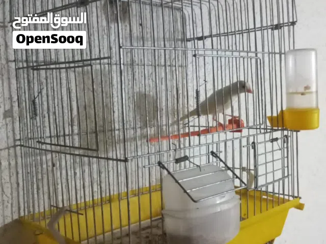 متاح 4 فحول كنار زي النار مغنى مزابن