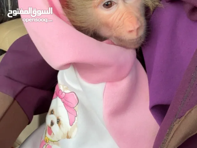 قرد للبيع انثى
