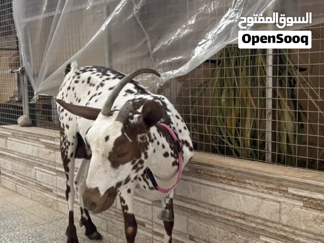 صلالي بصحة ممتازة جدا