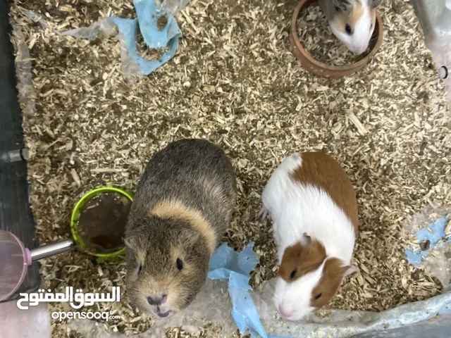 Guineapigs