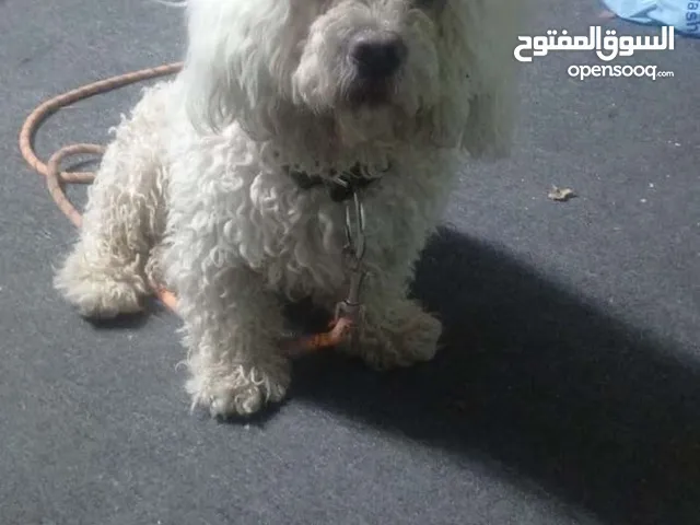 مطلوب كاب التبني يكون صغير الزرقاء رصيفه جبل شمالي