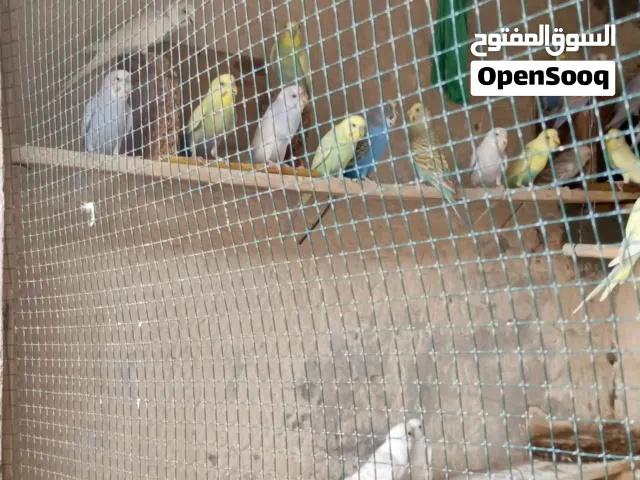 طيور حب للبيع شلع