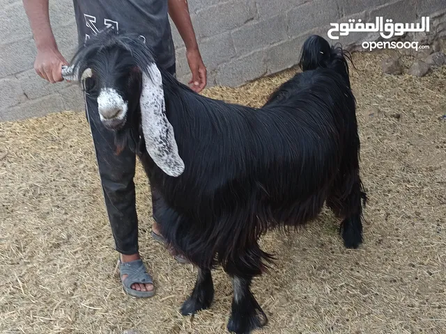 تيس عارضي فحل ما شاء الله تبارك الله