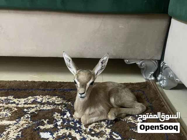أنثى غزال الديماني