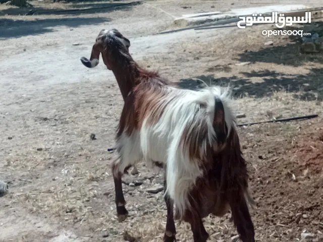ثنيه حليب كل جال حبه
