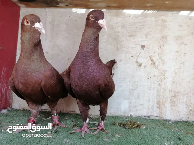 جوز شكالي تحتهم بيظ .. وفي كمان جوز اسود