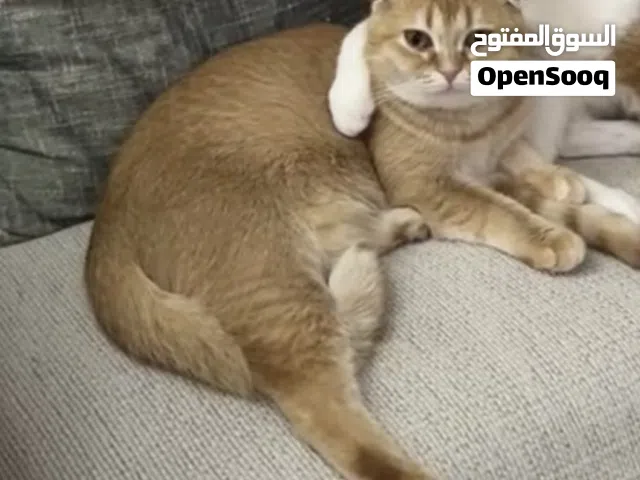 سكوتش فولد للتبني