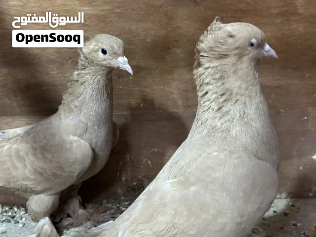 حمام رواهب