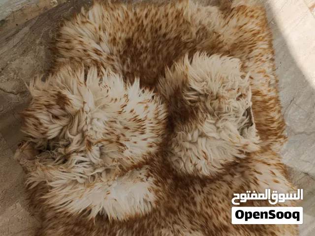 جاعد جير مال فورويل
