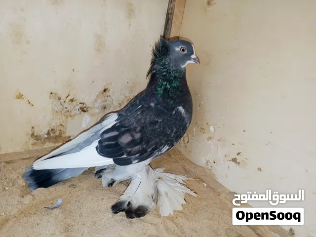 السلام عليكم