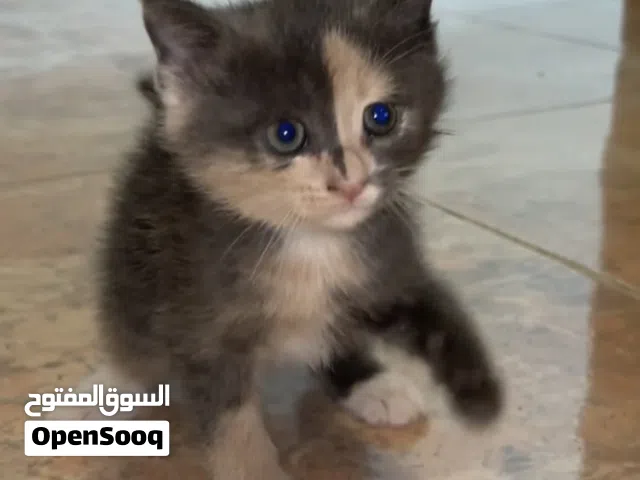 Main coon mix Persian cats