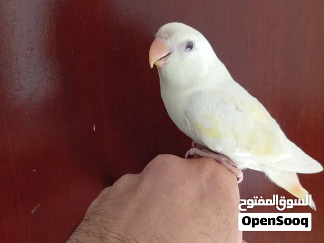 فرخ روز اينو عيون حمره