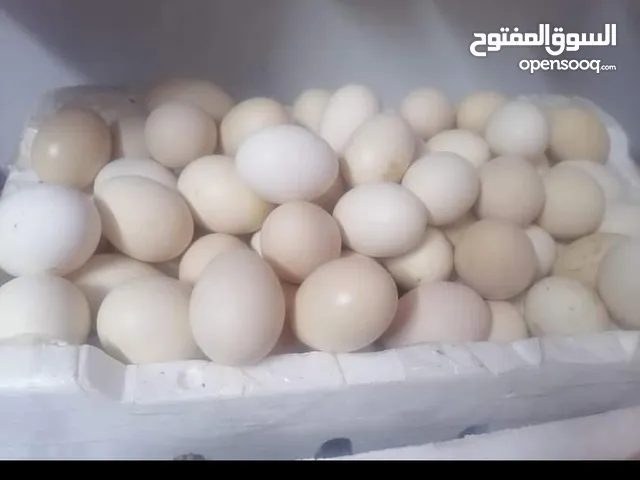 بيض بلدي طازج من البيت