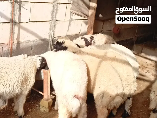 اغنام للبيع