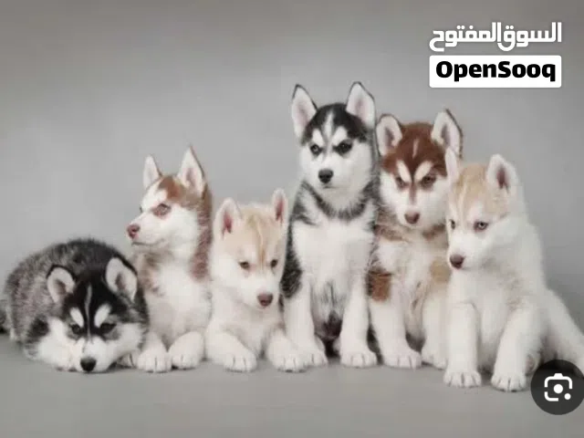 مطلوب مطلوب جرو هاسكي