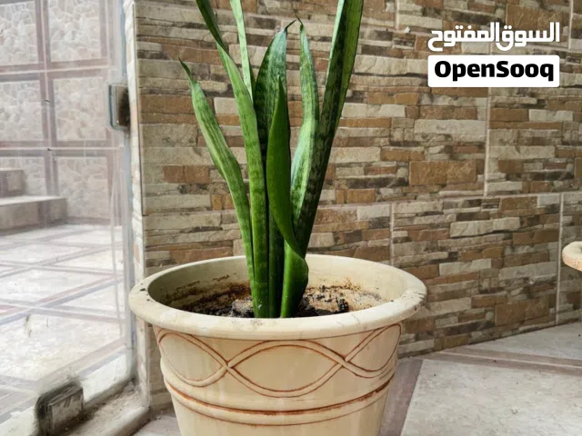 Sansevieria Air-purifying Snake Plant Large