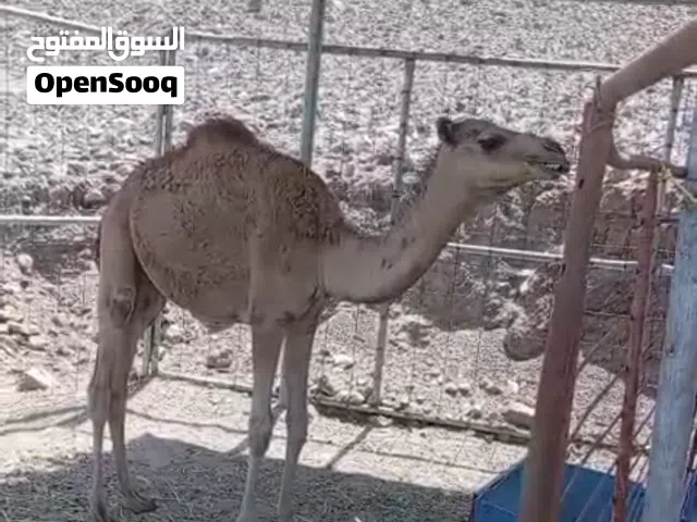 قعود محلي للبيع العمر سنه ونص سمين فول ماشاء الله خالي من كل العذاريب