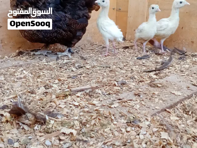 دجاجه عربيه تحتها ثلاث شواشيو ديك رومي