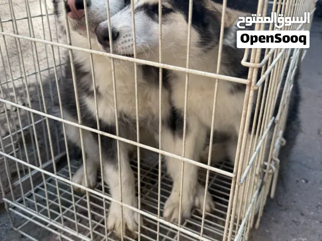 2 جراوي هاسكي اناث عمر 3 شهور