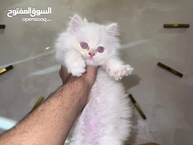شيرازي ثلاث شهور